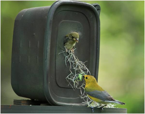 Prothonotary Warbler fledgling young from a nest box