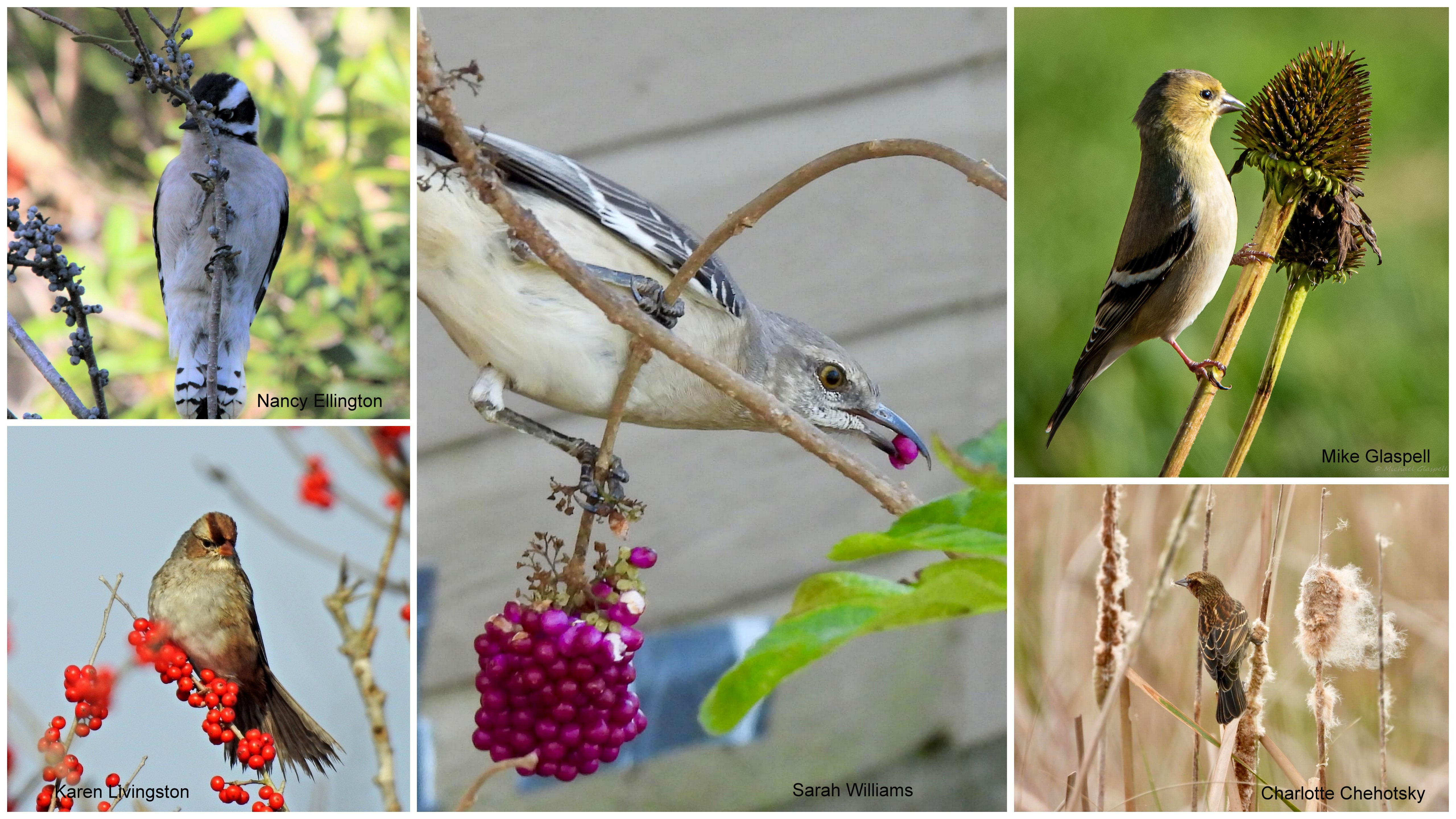 Plants for Birds