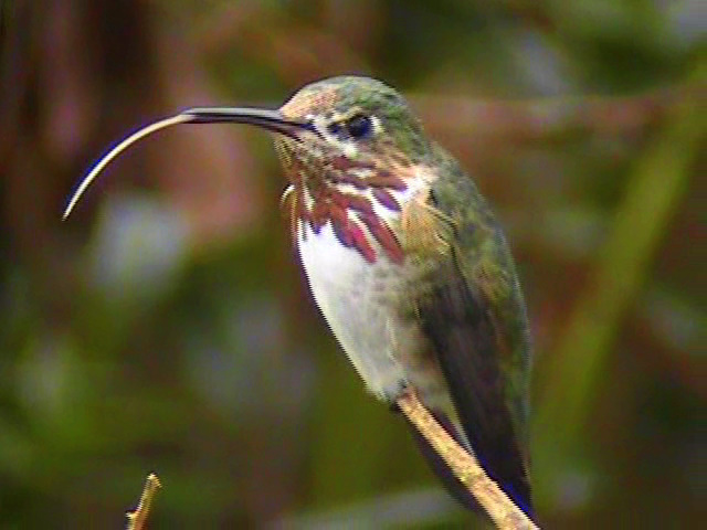 Male calliope