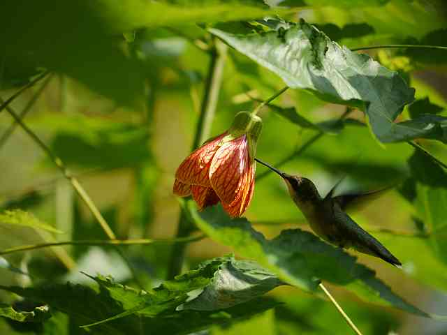 Abutilon