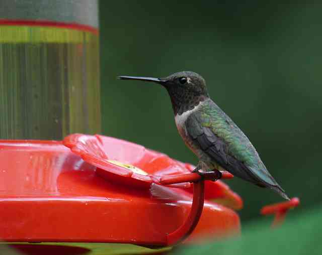 Male Ruby Throat