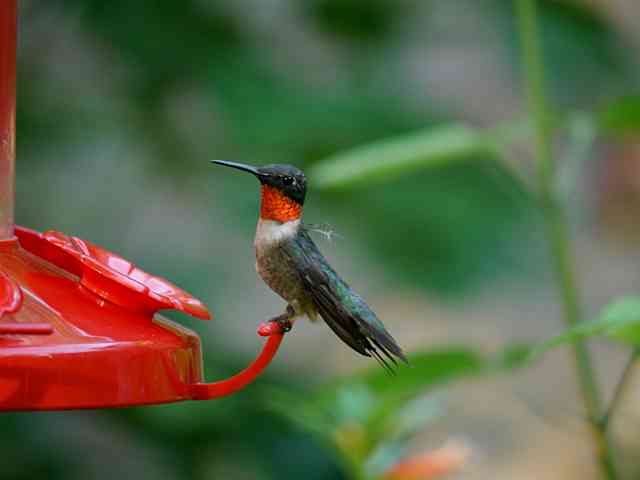 Male Ruby Throat